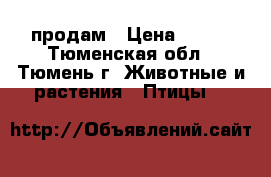 продам › Цена ­ 350 - Тюменская обл., Тюмень г. Животные и растения » Птицы   